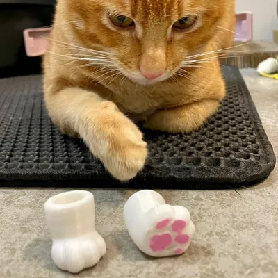 Móng Vuốt Mèo Ngón Tay