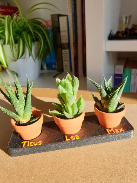 Khay Đựng Xương Rồng Mini - Image 1