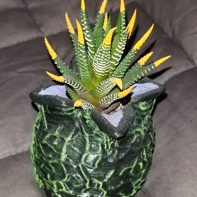 Trứng Alien (Xenomorph)