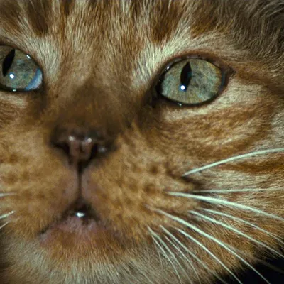 Mô hình 3D Jonesy & Xenomorph Mini