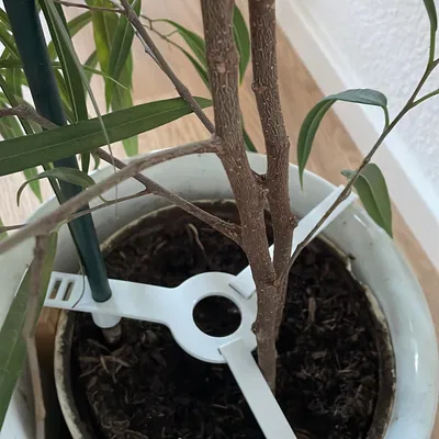 Chân Cố Định Cọc Chống Cây