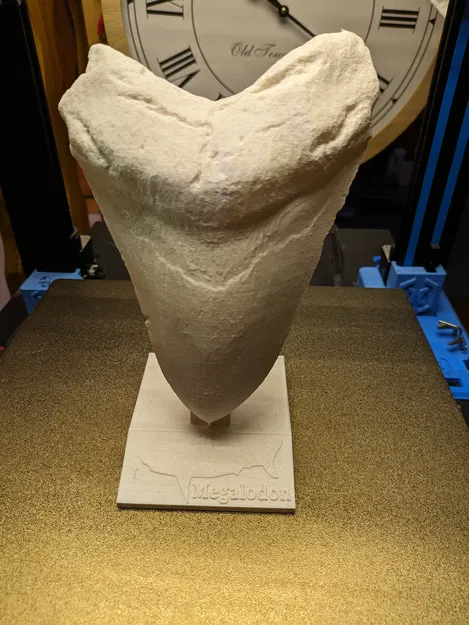 Răng Megalodon / Megalodon Zahn - Image 1