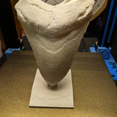 Răng Megalodon / Megalodon Zahn