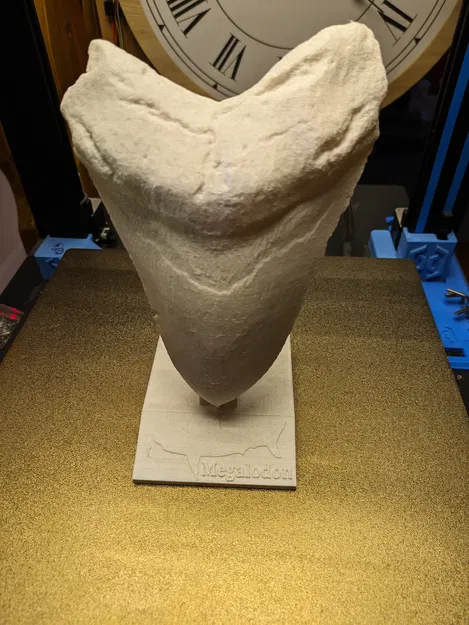 Răng Megalodon / Megalodon Zahn - Image 2