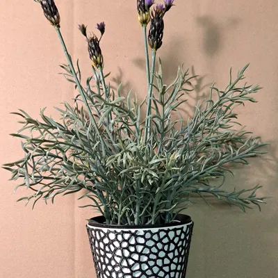 Chậu Hoa 2 Màu + Chậu Hoa Voronoi