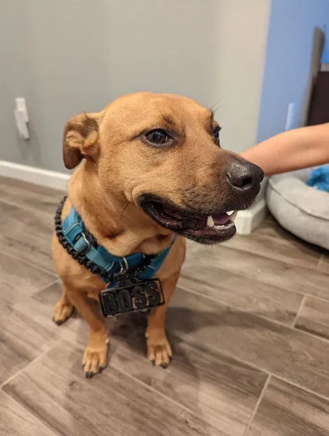 Vòng Cổ Boss - In Liền Không Cần Hỗ Trợ - Image 2