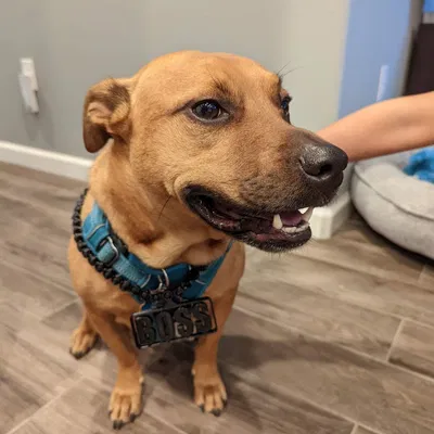 Vòng Cổ Boss - In Liền Không Cần Hỗ Trợ