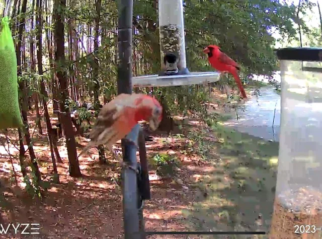 Đế Gắn Wyze Cam Outdoor Cho Cột Wild Birds Unlimited - Image 4