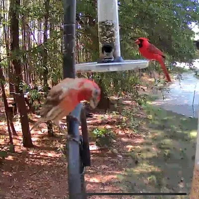 Đế Gắn Wyze Cam Outdoor Cho Cột Wild Birds Unlimited