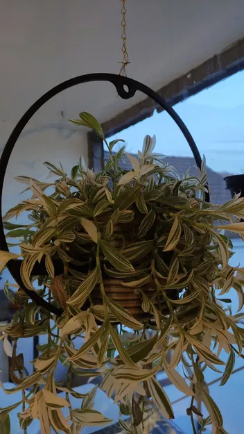 Chậu Treo Cây Cỡ Lớn - Image 1