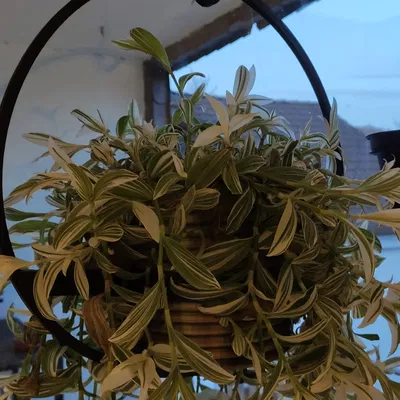 Chậu Treo Cây Cỡ Lớn