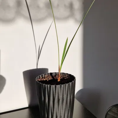 Chậu hoa cao cho cây dừa