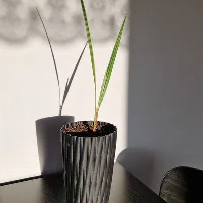 Chậu hoa cao cho cây dừa