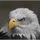 eagleeye