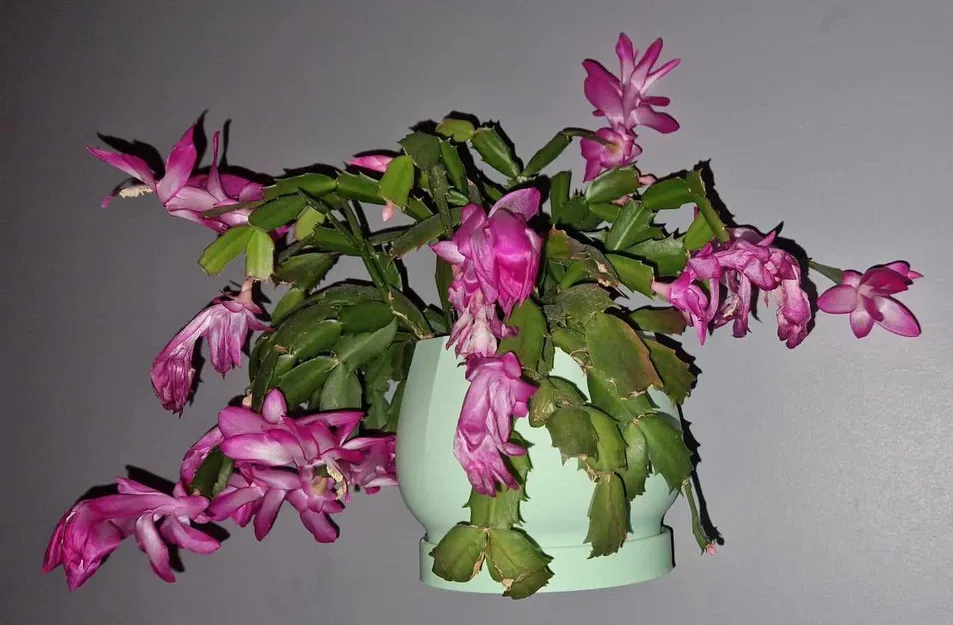 Chậu Hoa Treo Tường Hangin_flowerpot - Image 1