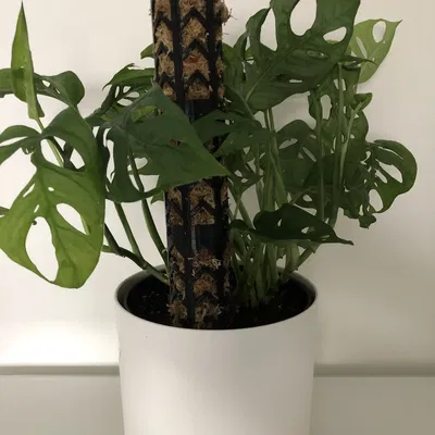 Cọc rêu / Giá đỡ leo cây (thiết kế dạng module)