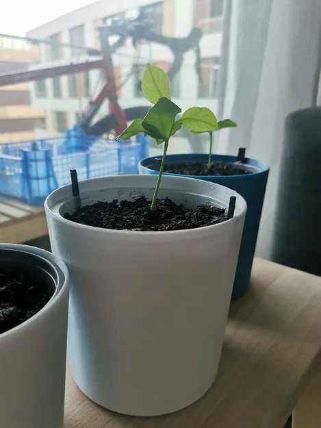 Chậu Cây | Chậu Trồng Cây - Image 1