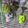 Chậu Cây Hình Đầu Lâu - Thumbnail 2