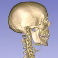 Cột sống cổ (C1 đến C7) - Thumbnail 5