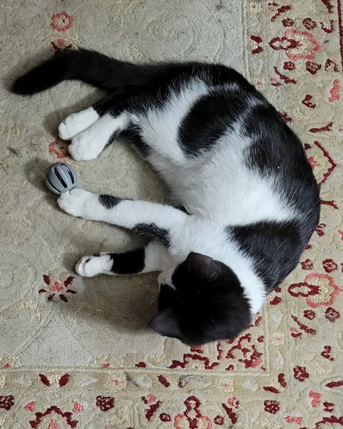 Đồ Chơi Mèo - Trái Banh Trong Trái Banh - Image 2