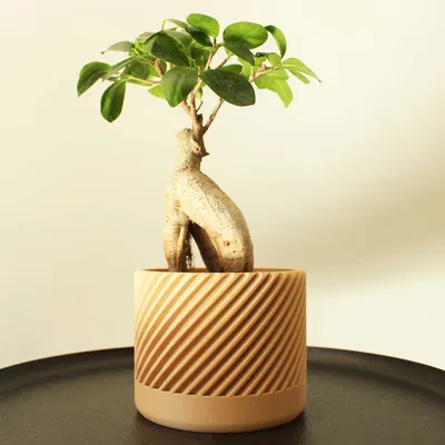 Chậu Cây Hiện Đại Kiểu Xoắn Ốc