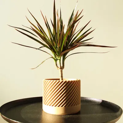 Chậu Cây Hiện Đại Kiểu Xoắn Ốc