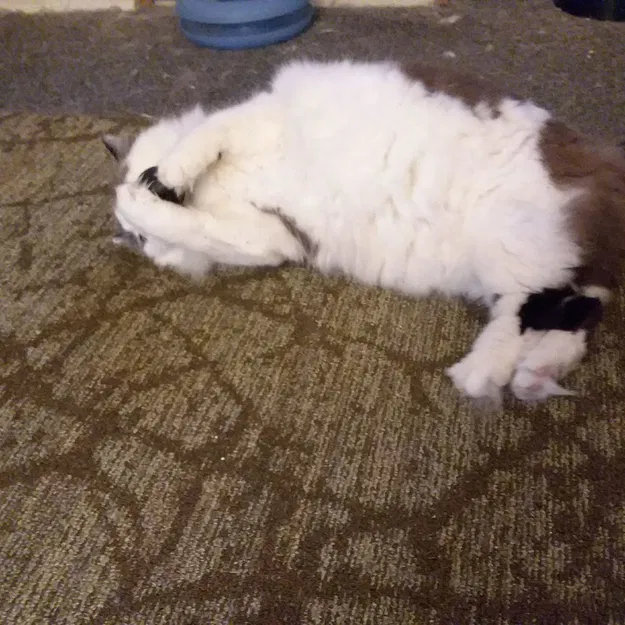 Bóng Catnip Chuông Nhả Chậm - Image 8