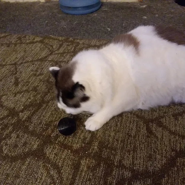 Bóng Catnip Chuông Nhả Chậm - Image 9