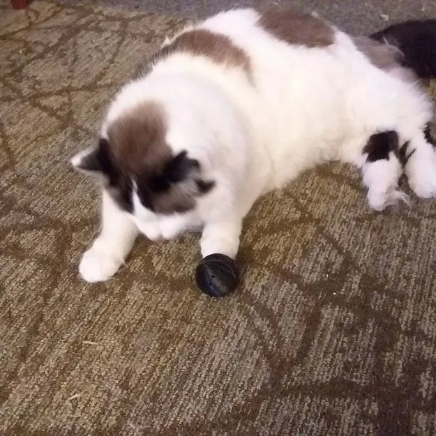 Bóng Catnip Chuông Nhả Chậm - Image 10