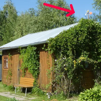 Vịt tập bay - con quay gió 100% in 3D