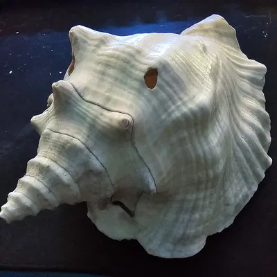 Vỏ Sò Từ Biển Đỏ