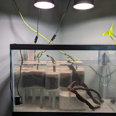 Rổ Trồng Cây Thủy Sinh Modun (cho cây mắm trong bể nước lợ có thủy triều)