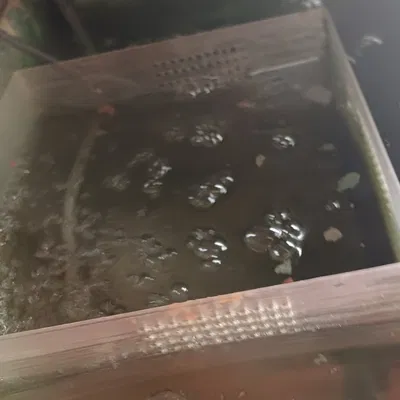 Nôi Nuôi Cá Con - Nuôi Cá Con Bên Ngoài Hồ Cá