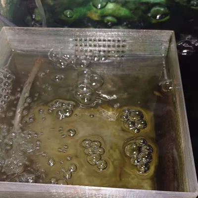 Nôi Nuôi Cá Con - Nuôi Cá Con Bên Ngoài Hồ Cá