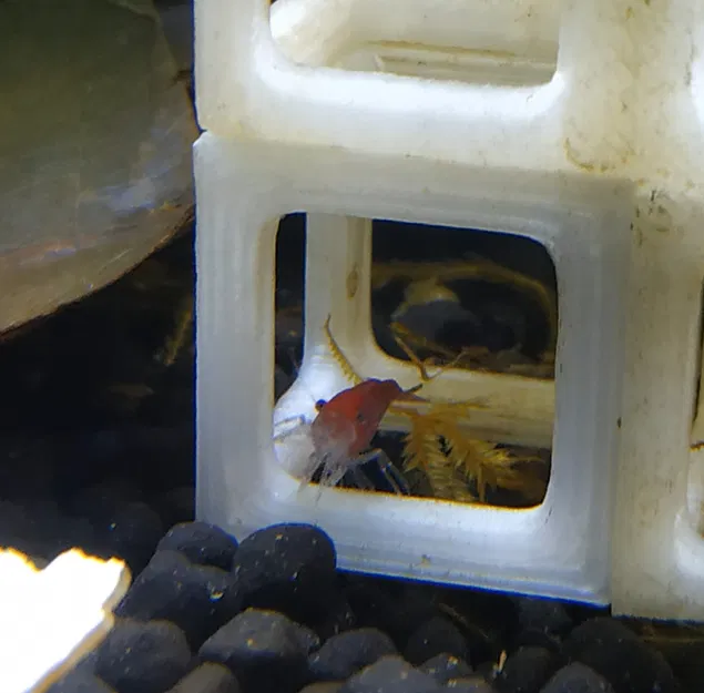 Chỗ Trú Ẩn Cho Tép/Cá Bột Thủy Sinh - Image 1