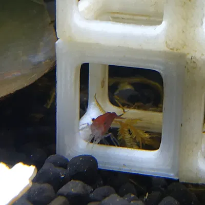 Chỗ Trú Ẩn Cho Tép/Cá Bột Thủy Sinh