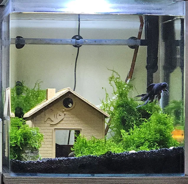 Nhà cho cá vàng - Image 1