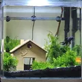 Nhà cho cá vàng - Thumbnail 1