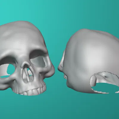 Chỗ Trú Ẩn Đầu Lâu Cá