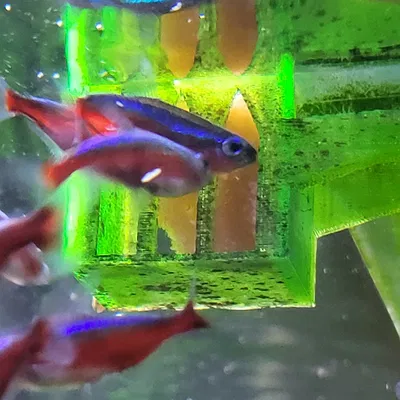 CƠM CHO THỨC ĂN ĐÔNG LẠNH TỐT NHẤT