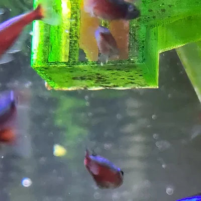 CƠM CHO THỨC ĂN ĐÔNG LẠNH TỐT NHẤT