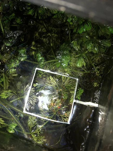 Chỉnh sửa cho hồ cá - Image 1