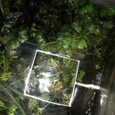 Chỉnh sửa cho hồ cá