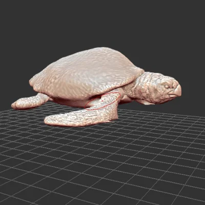 Mô hình Protostega