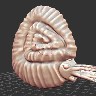 Mô hình Hóa thạch Ammonite từ kỷ Devon