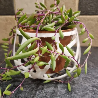 Chậu Cây Mini Kiểu Voronoi