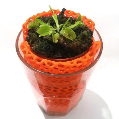 Chậu Voronoi cho Ly Thủy Tinh