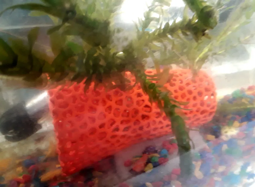 Chậu Voronoi cho Ly Thủy Tinh - Image 8