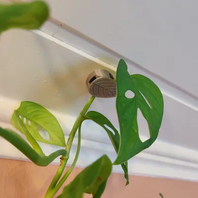 Kẹp Cây Gắn Tường/Trần Nhà