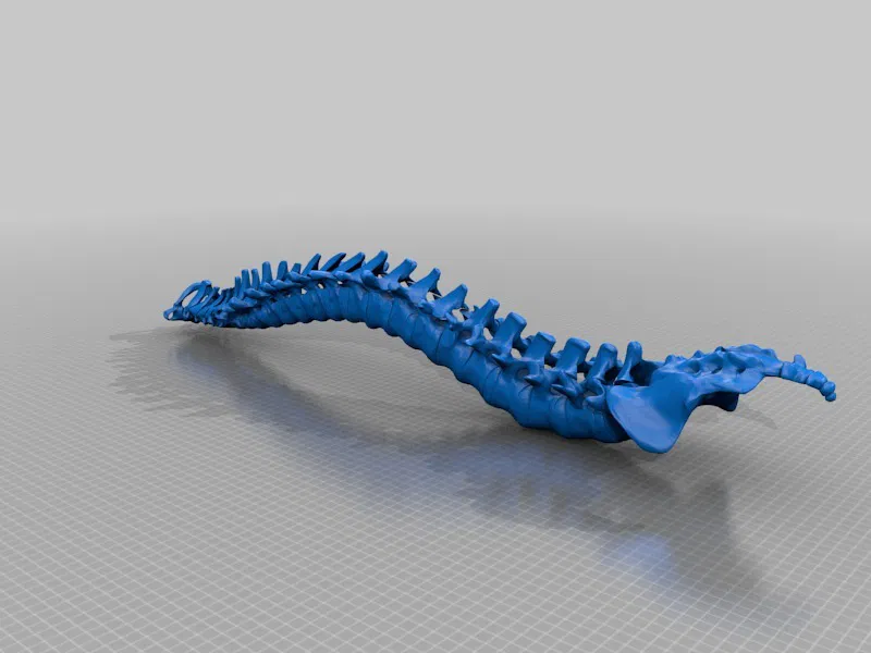 Cột Sống Người Có Đế Trưng Bày - Image 3